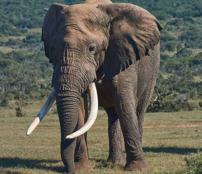 an elephant in a black ivory coffee plantation