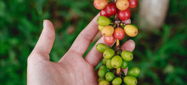 high quality green coffee beans