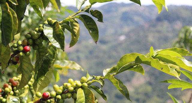 View of Coffee Plantation and Mountains